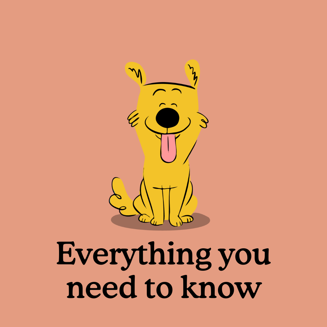 Puppy Adolescence – Understanding Your Teenage Puppy