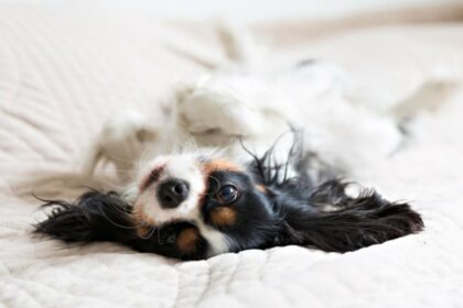 how to get your dog used to having their teeth brushed