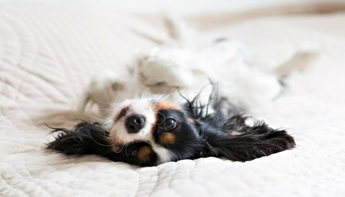 how to get your dog used to having their teeth brushed