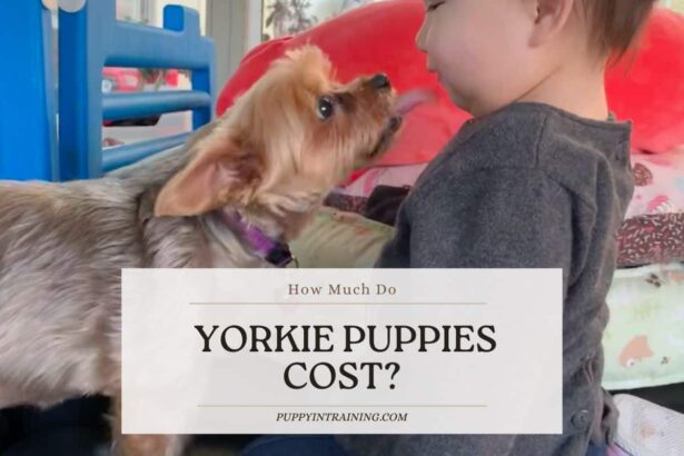 How Much Do Yorkie Puppies Cost? - Yorkie puppy licking babies face.