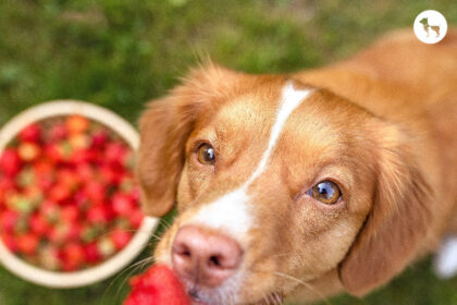 Feeding Schedule for Summer: A Guide to Adjusting Your Dog's