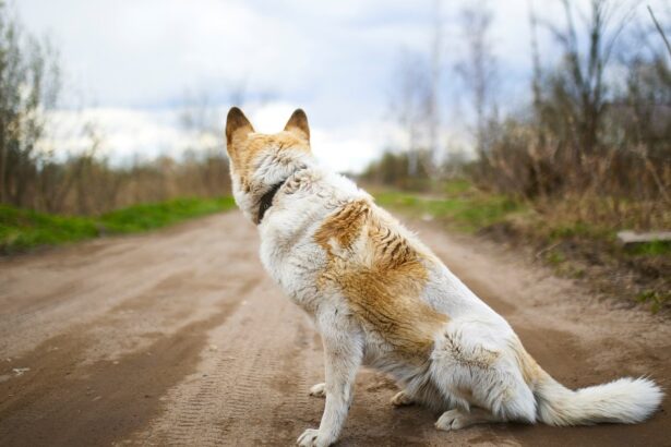 Everything You Need To Know About Lost Dog Syndrome