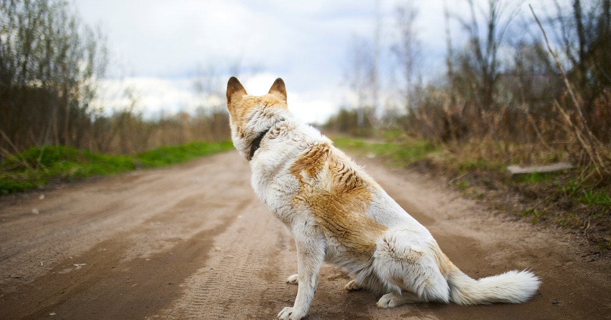 Everything You Need To Know About Lost Dog Syndrome