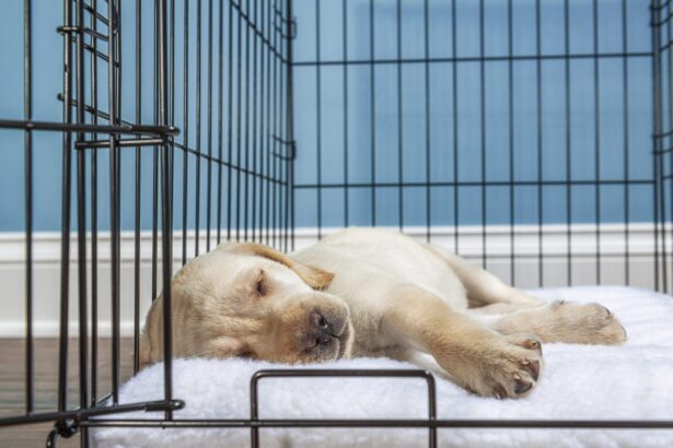 Crate Training a Puppy - Whole Dog Journal