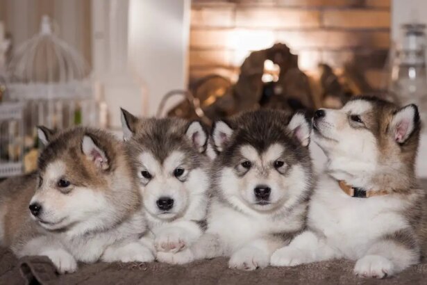 Alaskan Malamute Puppy Pictures and Facts