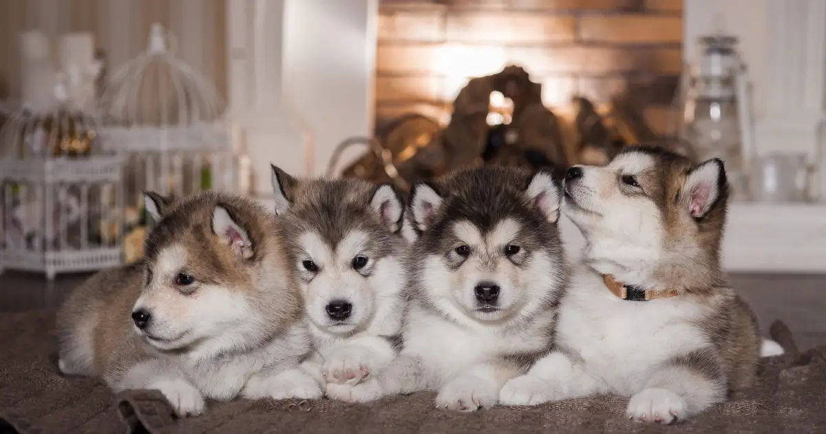 Alaskan Malamute Puppy Pictures and Facts