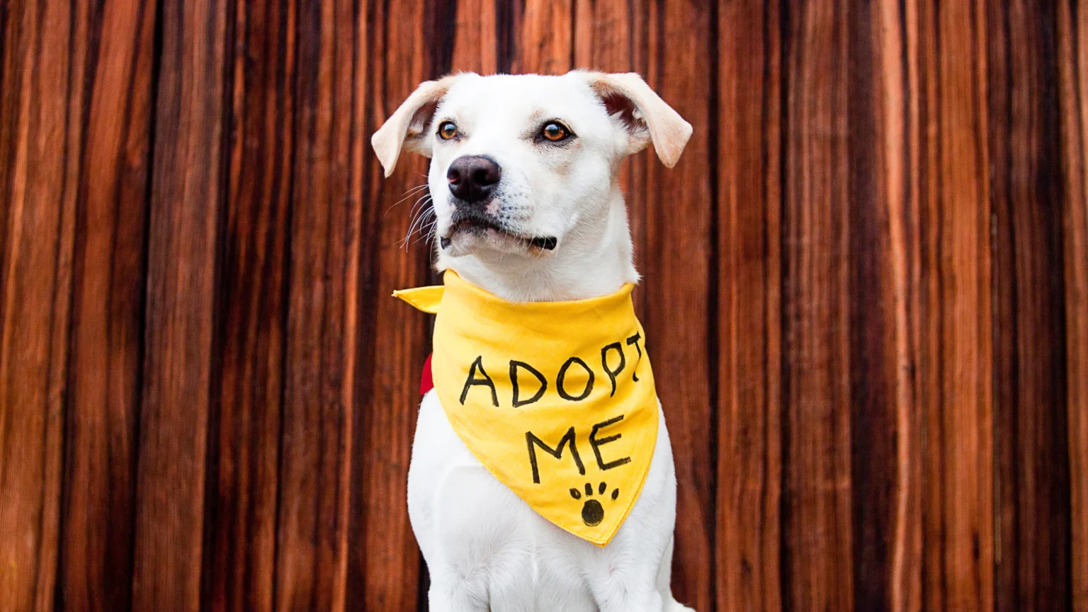 A lovable dog wearing a yellow bandana that reads "Adopt Me," ready to bring joy to your life this adoption season.