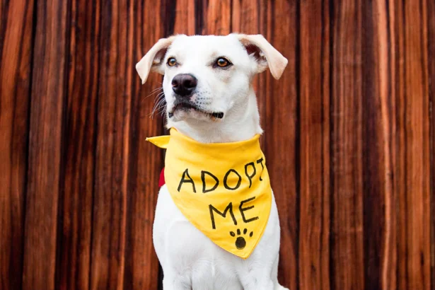 A lovable dog wearing a yellow bandana that reads "Adopt Me," ready to bring joy to your life this adoption season.
