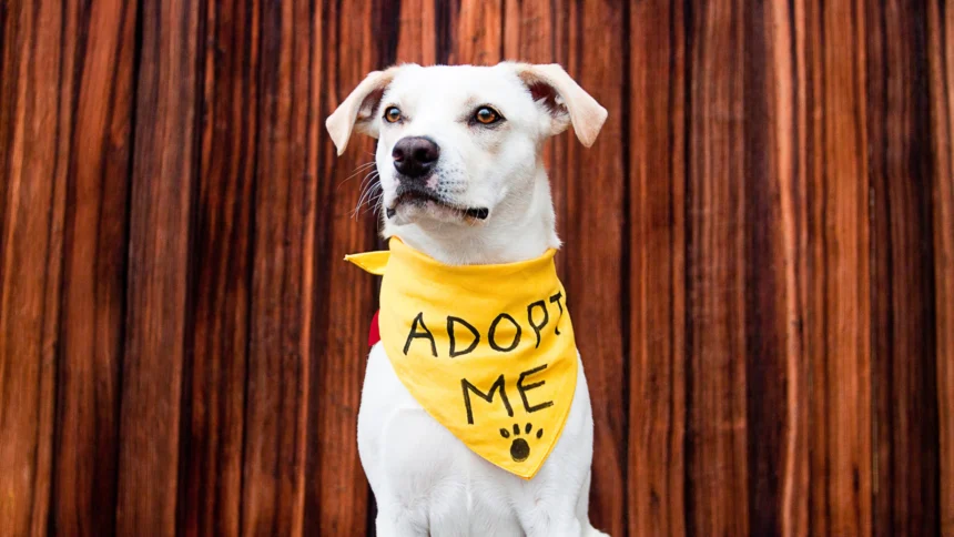 A lovable dog wearing a yellow bandana that reads "Adopt Me," ready to bring joy to your life this adoption season.