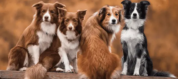 Bonding Tips For New Dog Owners