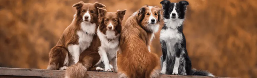 Bonding Tips For New Dog Owners