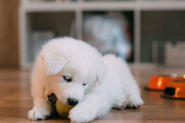 Puppy essentials checklist (with free downloadable)