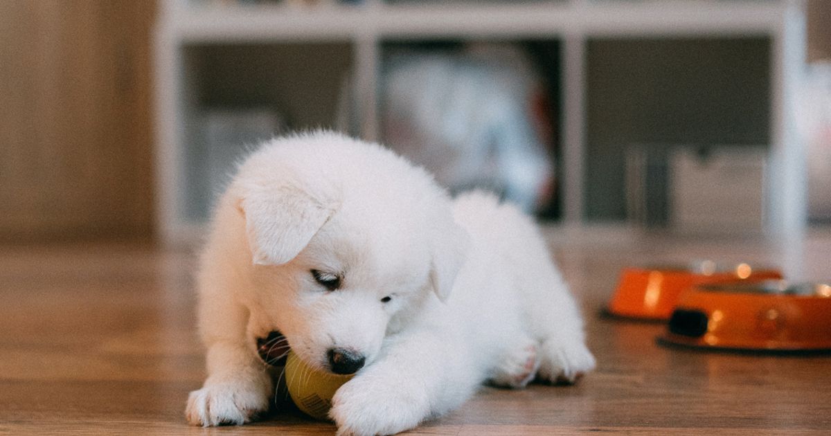 Puppy essentials checklist (with free downloadable)
