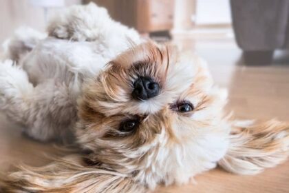 Lhasa Apso lying on back