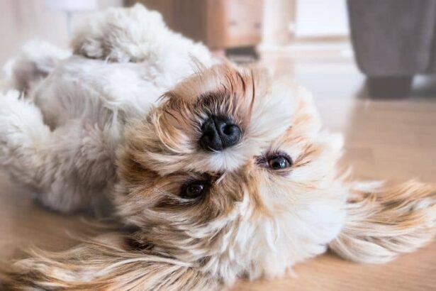 Lhasa Apso lying on back