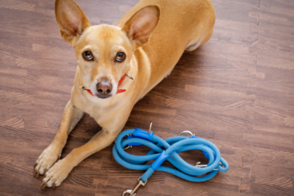 5 Reasons to Walk Your Dog Every Day