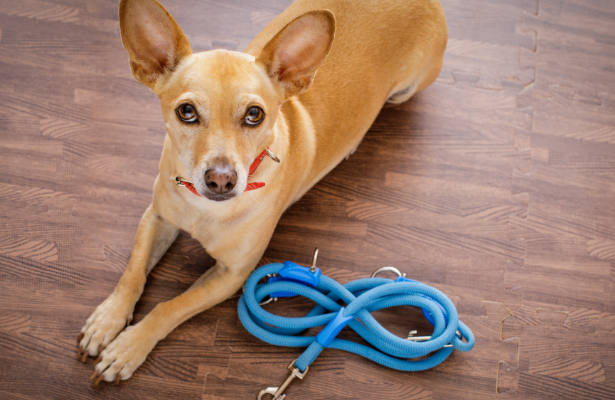 5 Reasons to Walk Your Dog Every Day
