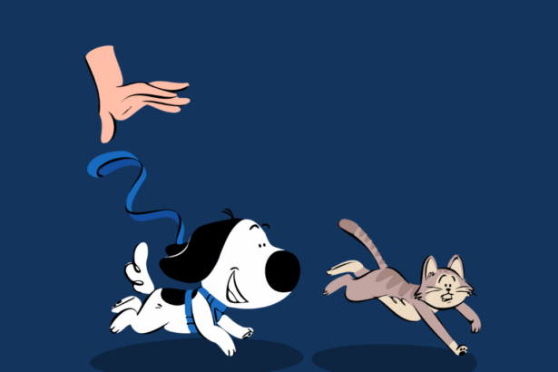 What are dog zoomies? 